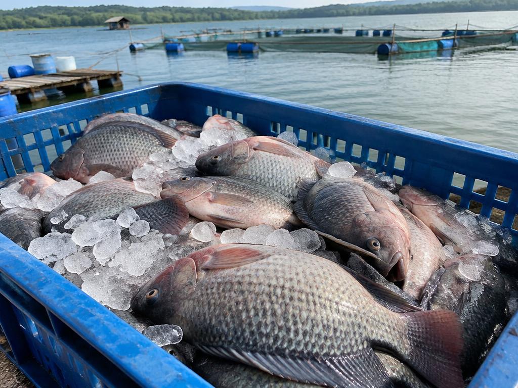 Fresh tilapia on ice